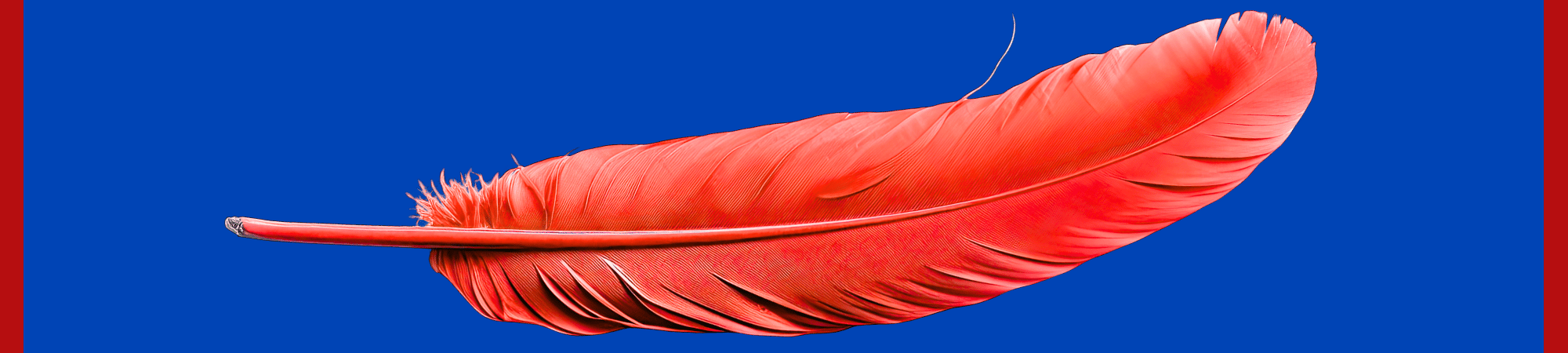 Picture of a Red Feather with a blue background